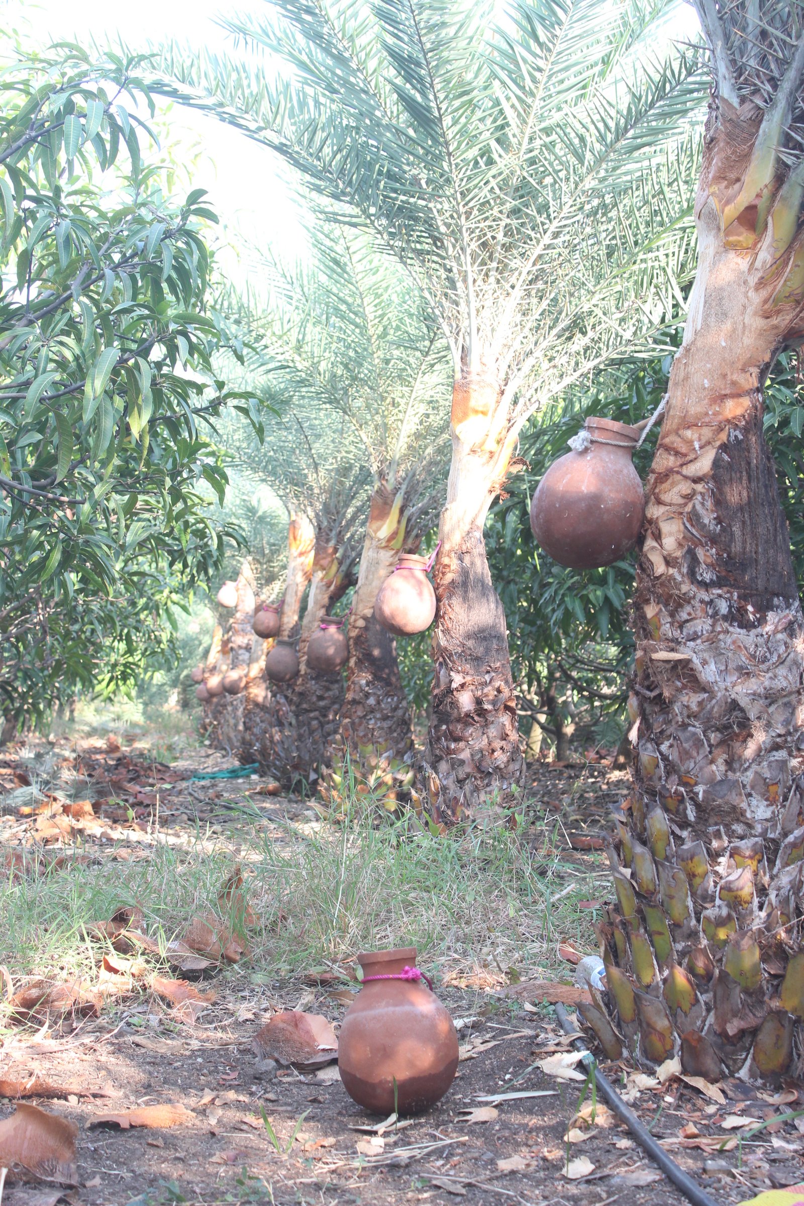 Deva Resort Deluxe Room