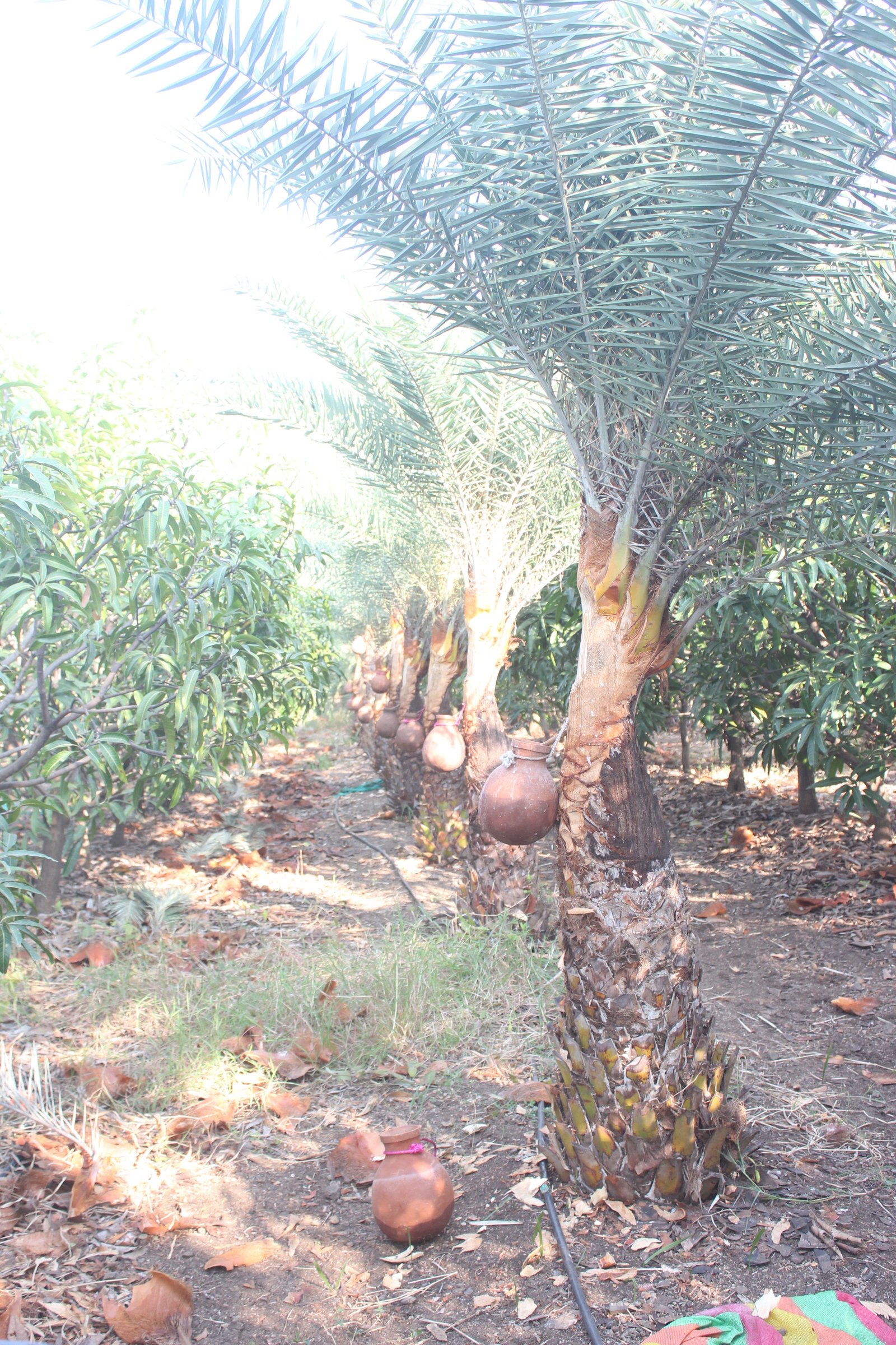 Deva Resort Family Deluxe Room